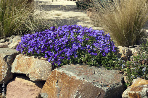 Blaukissen; Aubrieta; Steingarten; Trockenmauer photo