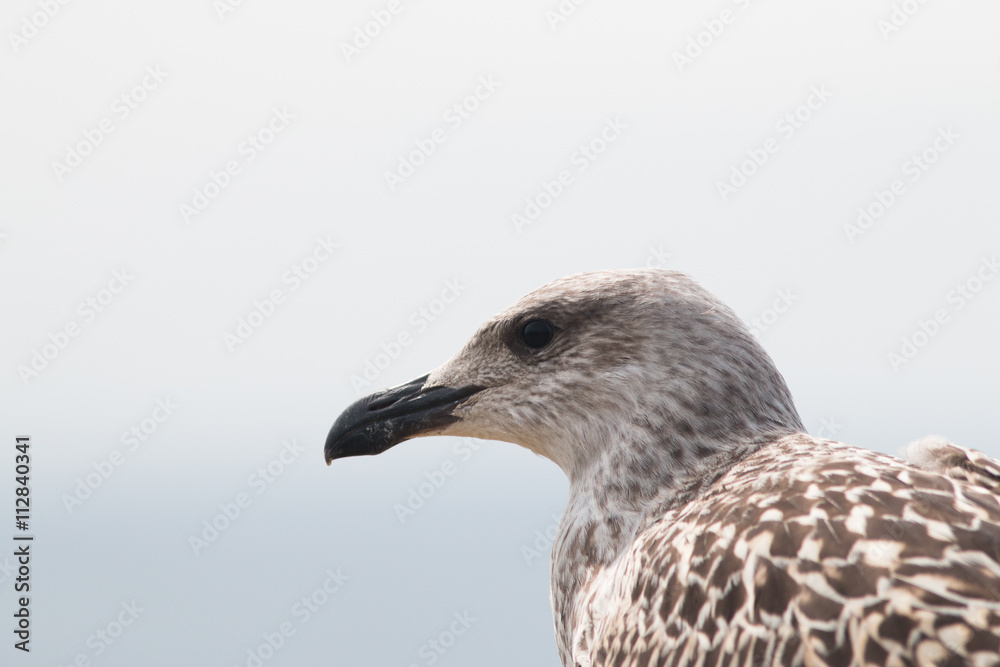 Juvenile Great Black-Backed Gull Juvenile Great Black-Backed Gull
