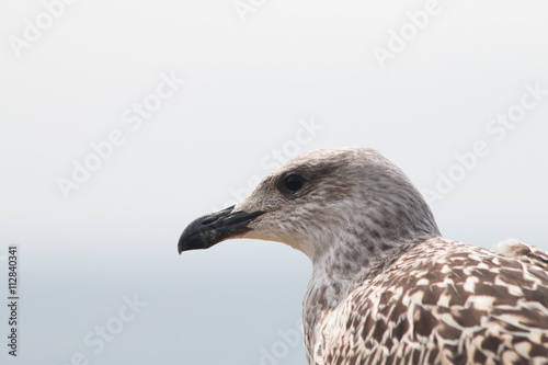 Juvenile Great Black-Backed Gull