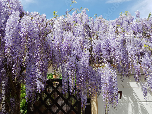 Blauregen; Wisteria, sinensis; Chinesischer; Glyzine photo