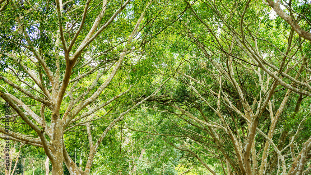Green Abstract Forest Nature Background Green Abstract Forest Nature Background