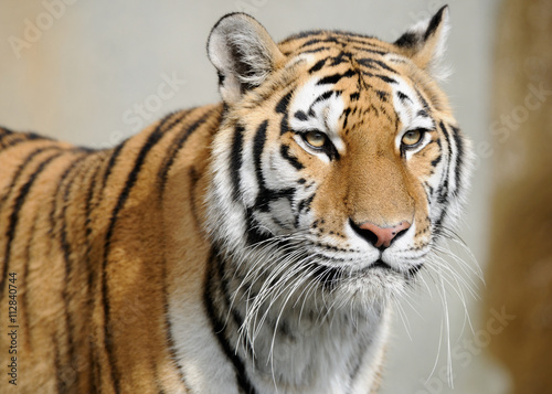 Amur tiger  Panthera tigris altaica 