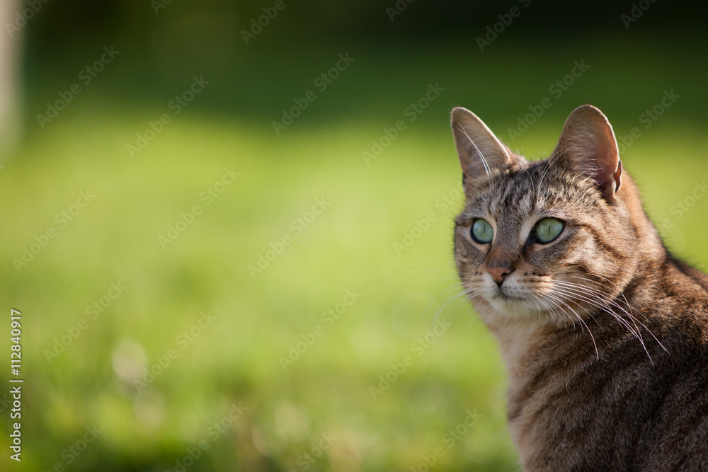 Green Eyed Tabby Cat With Green Background