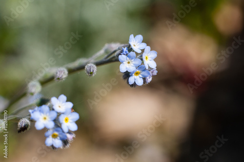 Forget-Me-Not Flower (Myosotis scorpioides)