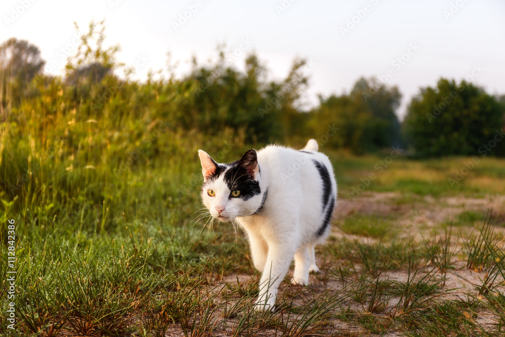 Katze auf Entdeckungsreise Katze auf Entdeckungsreise