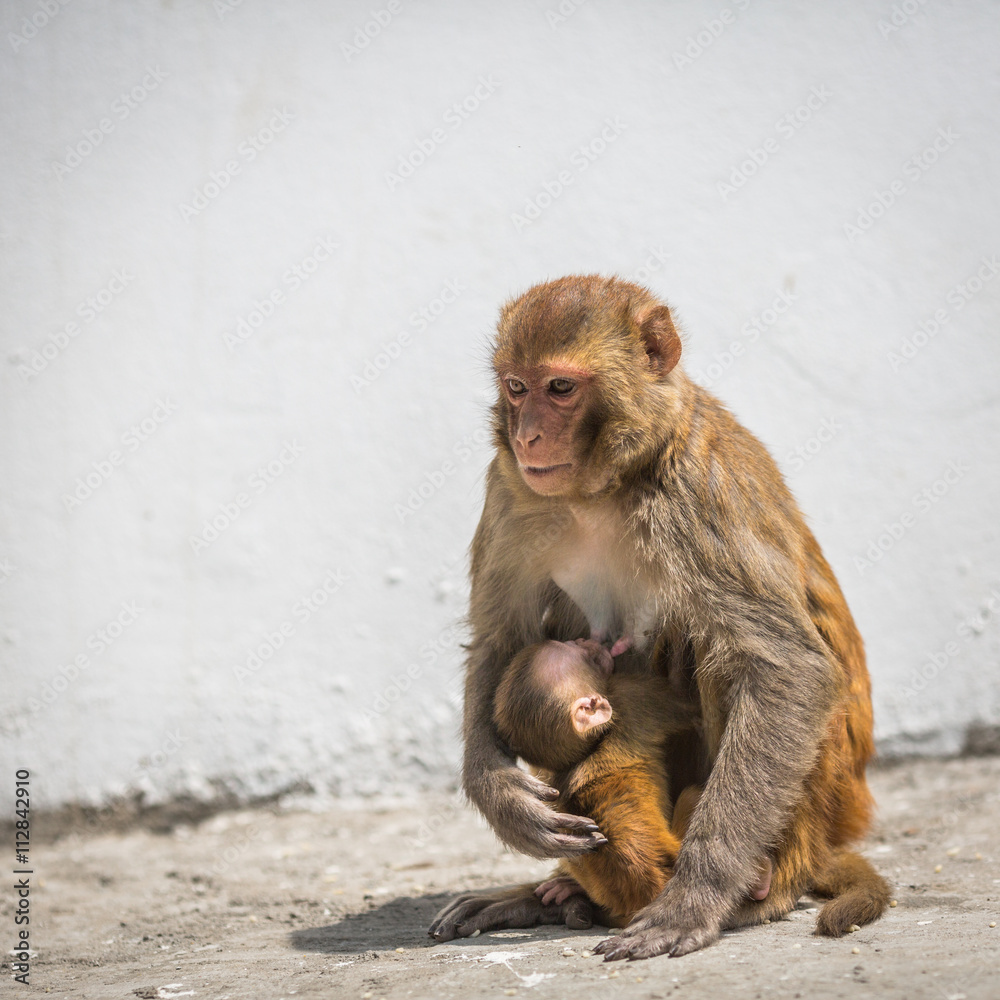 Naklejka premium Monkey