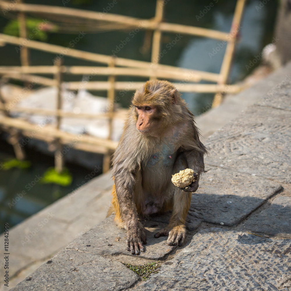 Naklejka premium Monkey