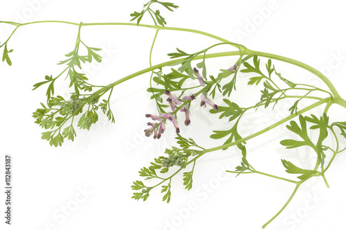 Erdrauch; Fumaria, Officinalis, Heilpflanze
