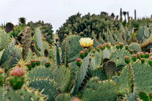 Cacti with blooming flower. Botanicactus. Mallorca. Spain.