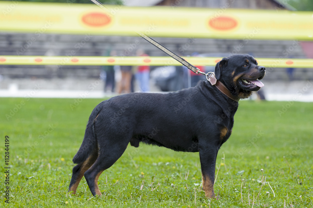 rottweiler dog standing in leash rottweiler dog standing in leash