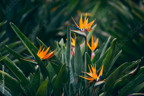 Strelitzia flowers blossoming during spring in garden photo