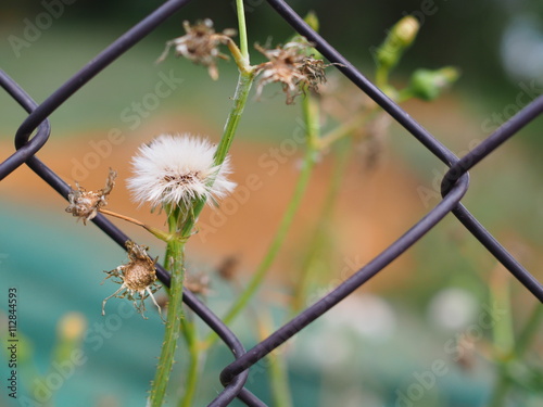 フェンスに添う野草　OLYMPUS DIGITAL CAMERA photo