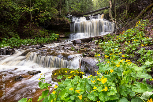 Spring Buttercups at Wagner Falls - Munising Michigan