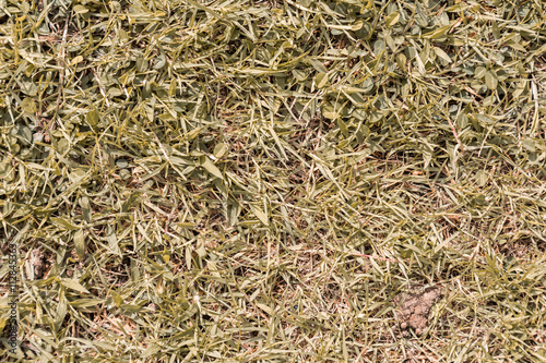 field of dry yellow grass texture.CR2