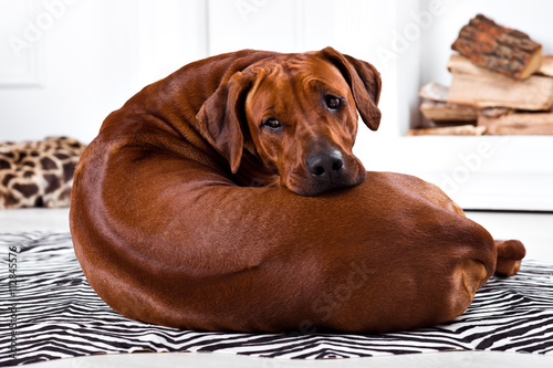 Fototapeta Naklejka Na Ścianę i Meble -  Flexible Rhodesian Ridgeback dog turning round showing ridge