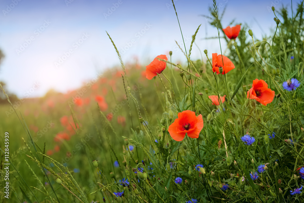 Poppy and cornflowers on a summer meadow - obrazy, fototapety, plakaty 