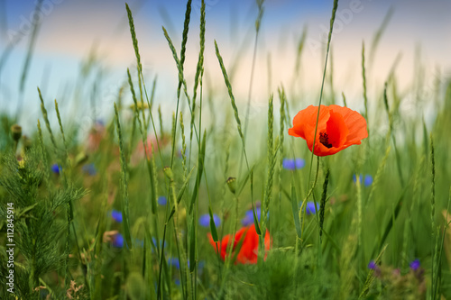 Fototapeta Naklejka Na Ścianę i Meble -  Poppy and cornflowers on a summer meadow
