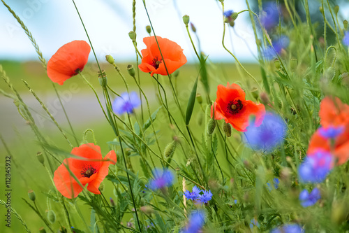 Fototapeta Naklejka Na Ścianę i Meble -  Poppy and cornflowers on a summer meadow