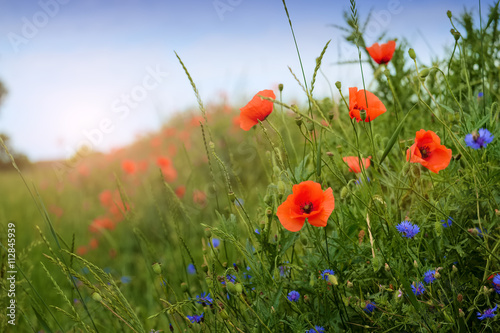 Fototapeta Naklejka Na Ścianę i Meble -  Poppy and cornflowers on a summer meadow