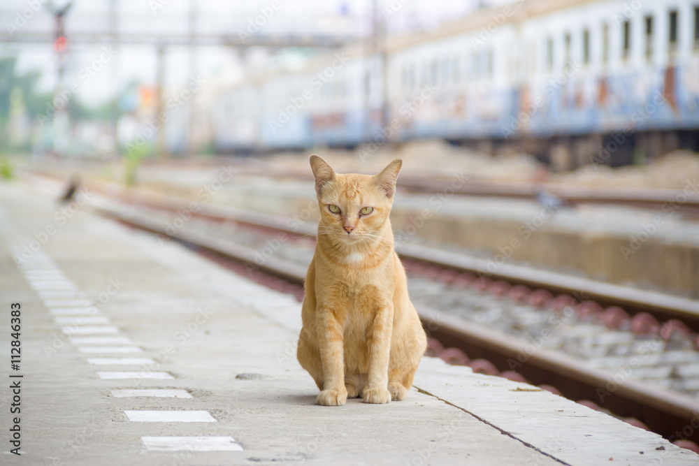 Fototapeta premium cat sit near the railway train.