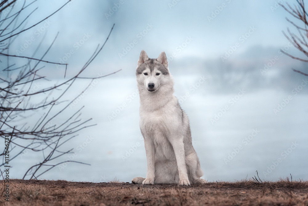 Portrait of a close-up dog Siberian Husky Portrait of a close-up dog Siberian Husky