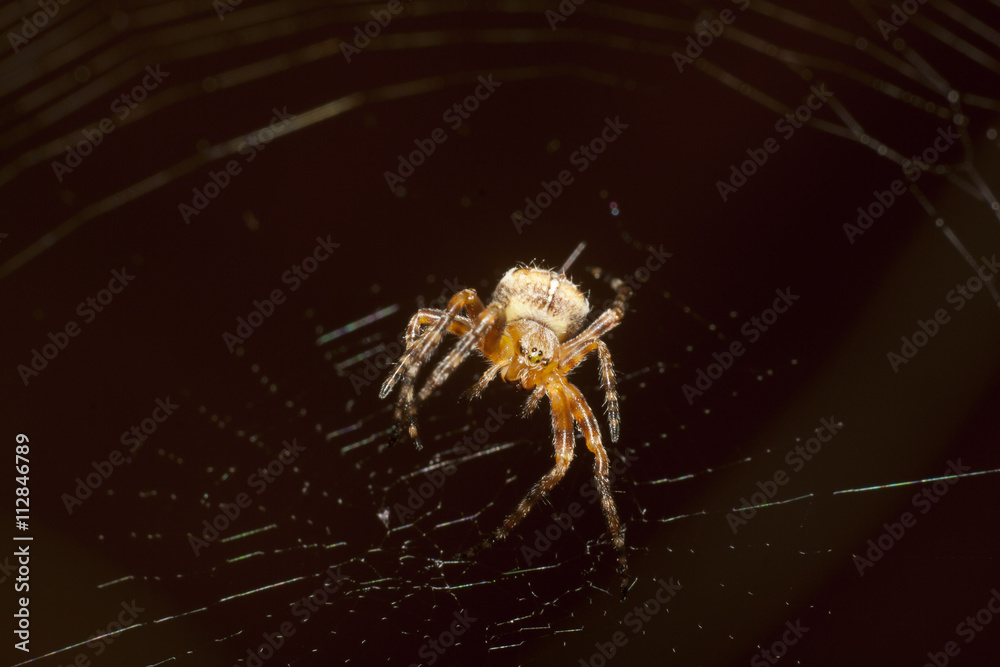 spider on web spider on web