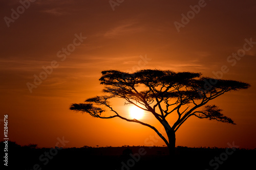 Acacia Tree against sunrise in the Serengeti in Tanzania photo