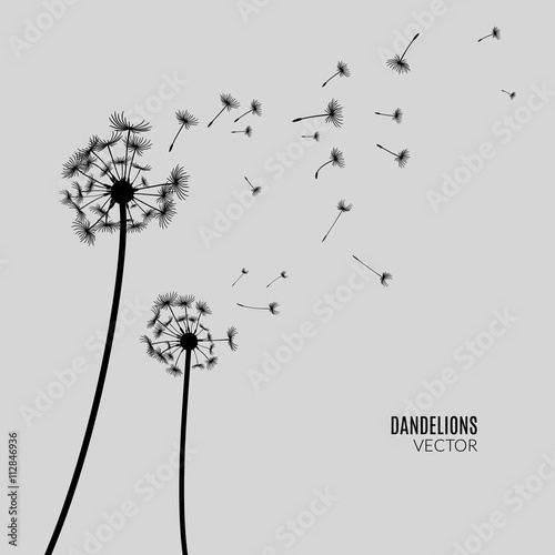 Vector Dandelion silhouette. Flying dandelion buds black on gray.