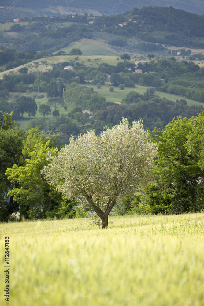 young olive tree