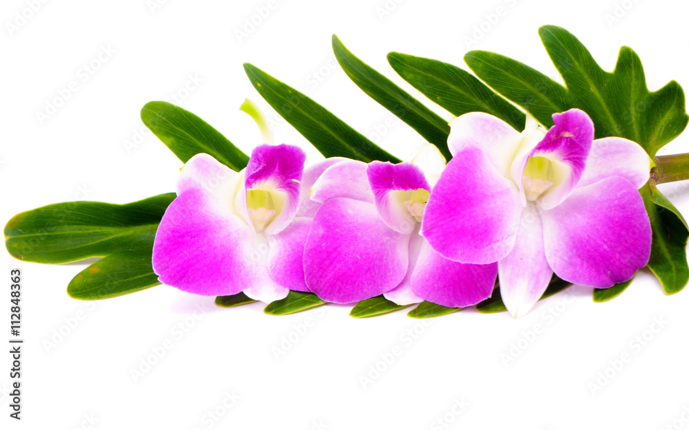 Orchid flower head bouquet isolated on white background Orchid flower head bouquet isolated on white background