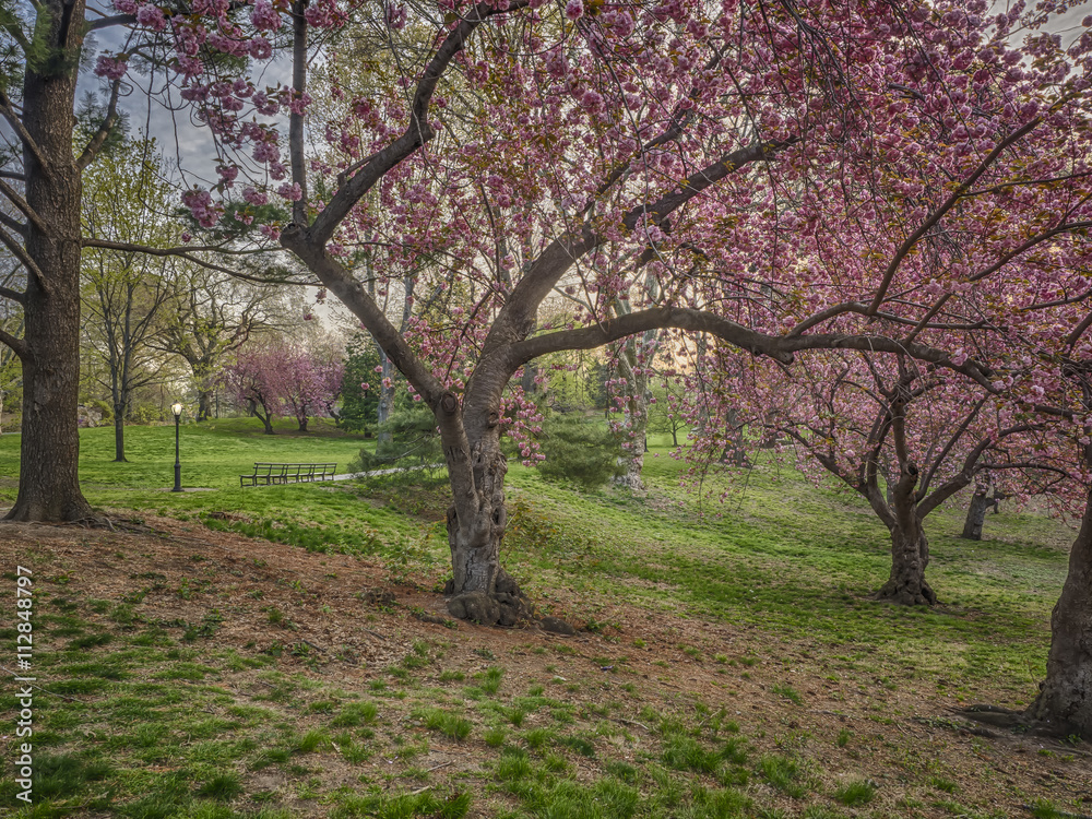 Central Park, New York City with Japanese Cherry trees Central Park, New York City with Japanese Cherry trees