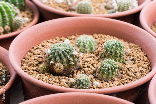 Epithelantha micromeris Cactus in clay pot