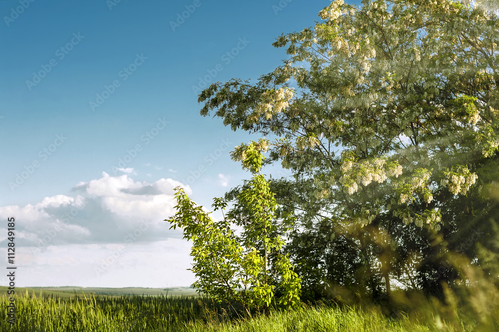 Obraz premium Acacia tree in solar beams