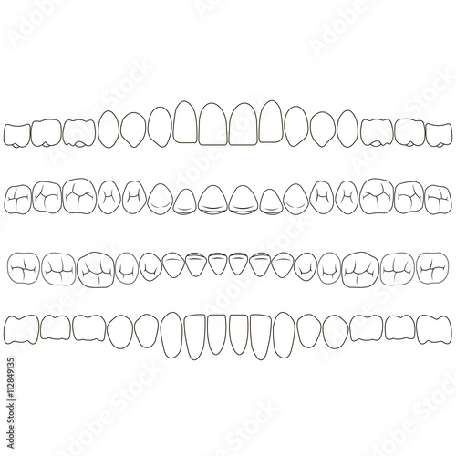 Dentition, the crown portion of the tooth