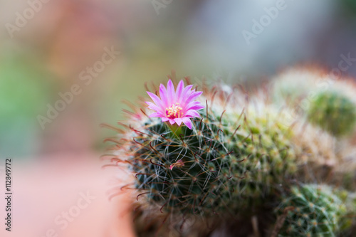 Pink flower of mammillaria cactus in close-up
