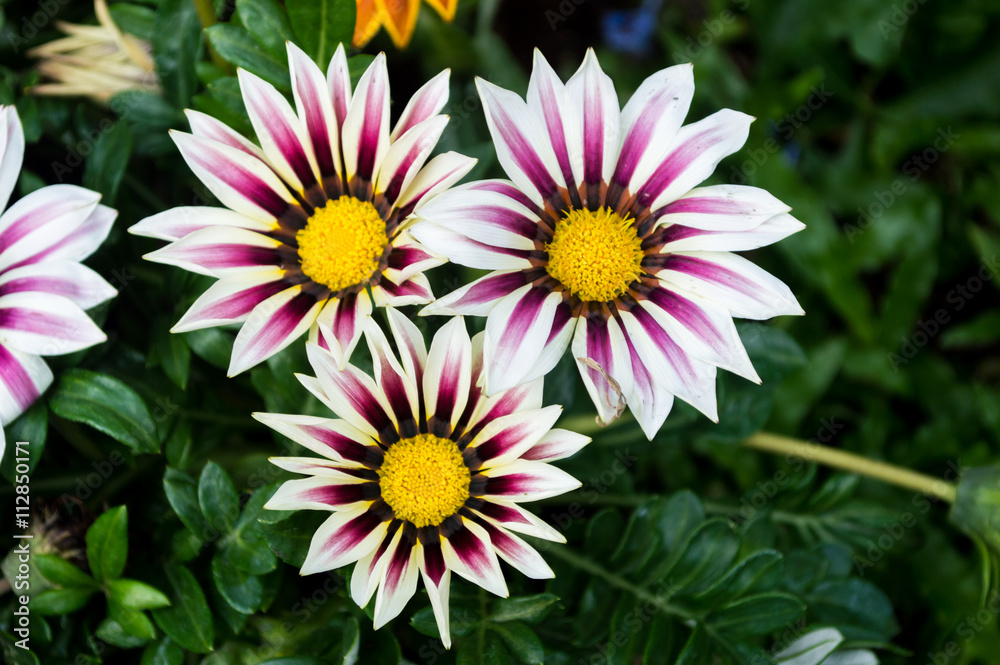 Fototapeta premium Chrysanthemum