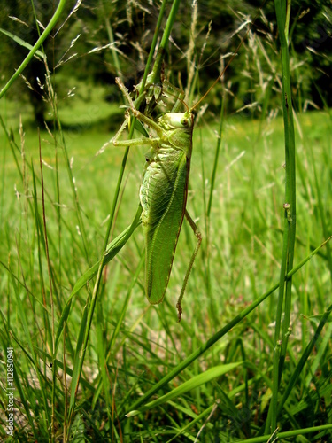 Big Green Grasshopper aka Greater arid-land predaceous Katydid - Neobarrettia spinosa  photo