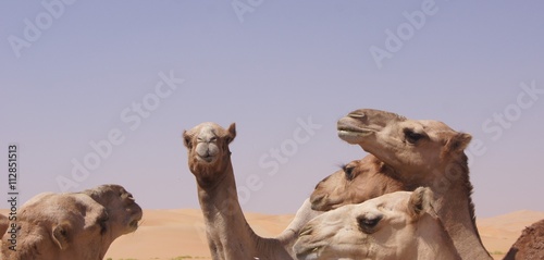 Kamele im Dialog © familie-eisenlohr.de