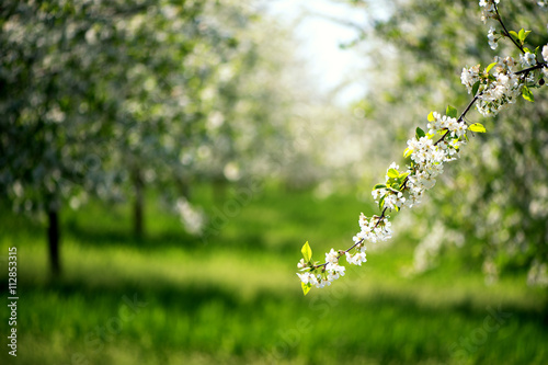 Cherry blossoms branch