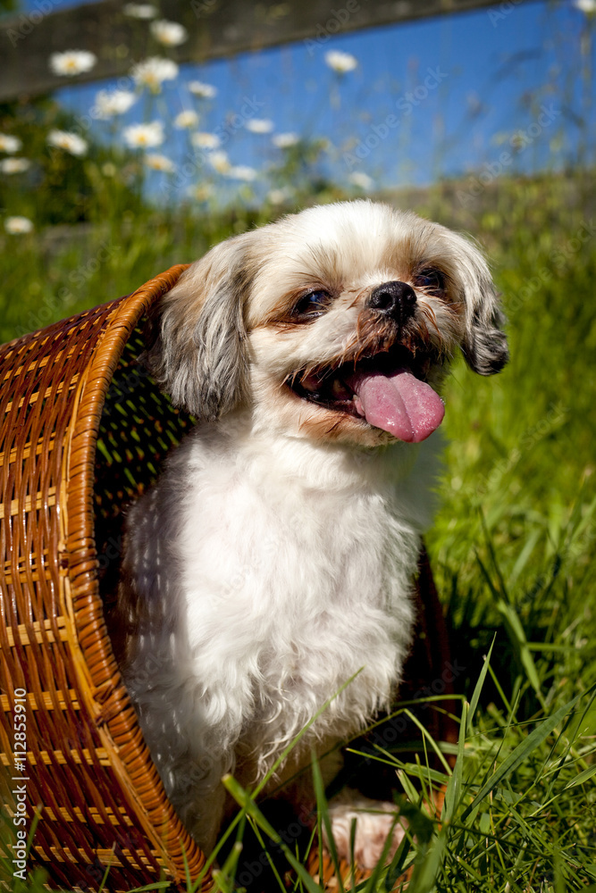 Cute little Shih-Tzu peering out of basket on green grass