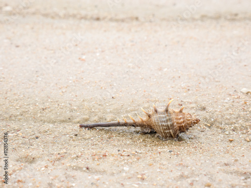 STOUT-SPINE MUREX on sand sea background