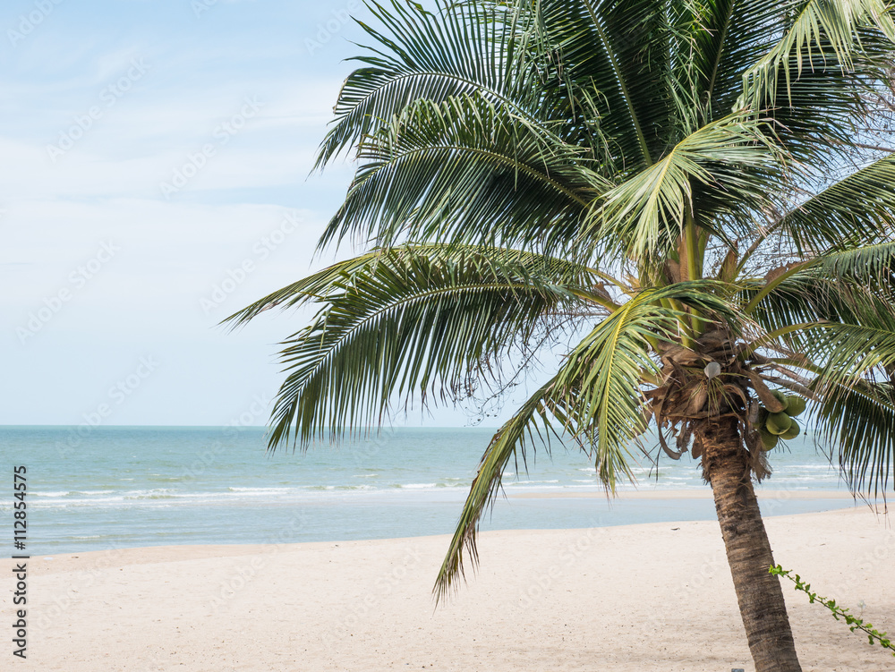 Obraz premium Coconut Palm tree on the sandy beach