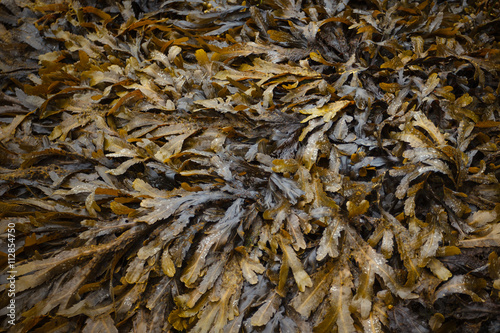 Seaweed detail or algae background