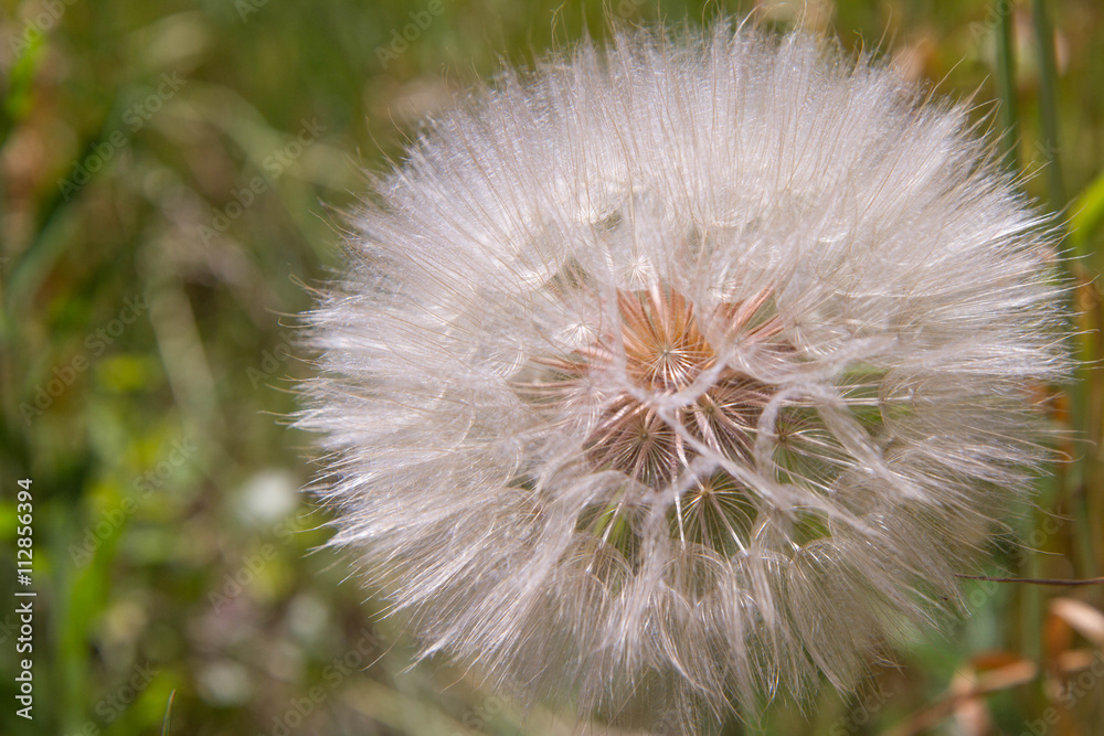 Fototapeta premium Dandelion's blow ball