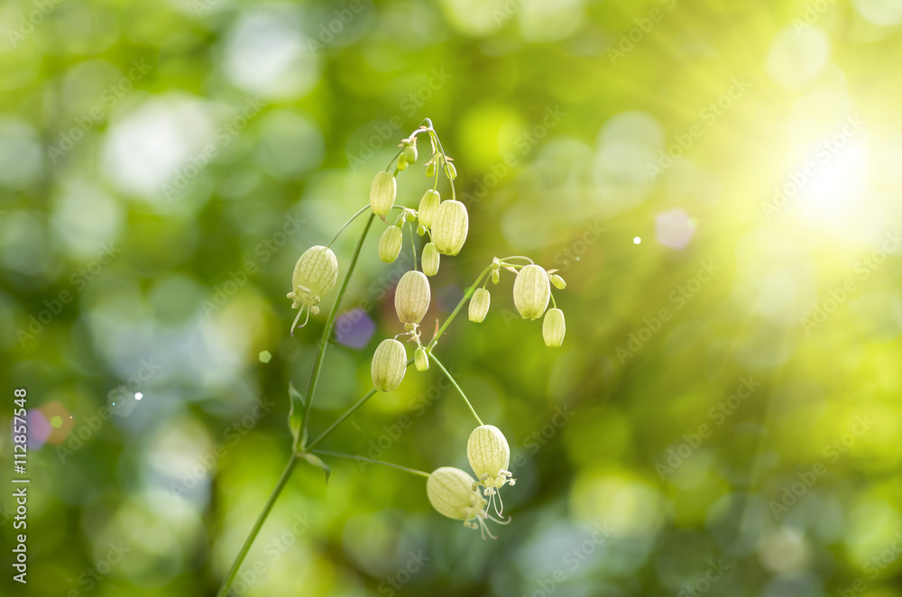 Forest flower background