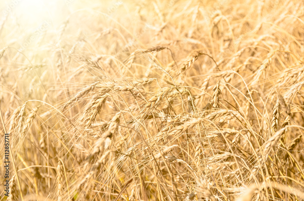 Wheat ears on the field Wheat ears on the field