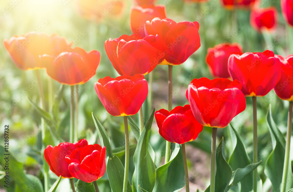 Obraz premium red tulip background
