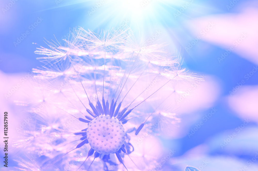 Naklejka premium Dandelion close background