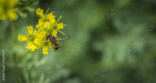 HORNET