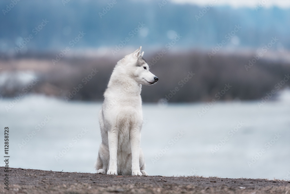 Portrait of a close-up dog Siberian Husky Portrait of a close-up dog Siberian Husky